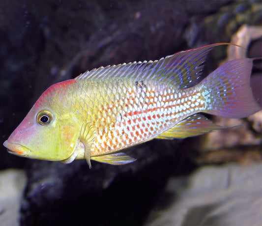 Geophagus Red Hump 1.5–2” Live Fish – Peaceful Eartheater Cichlid Aquarium