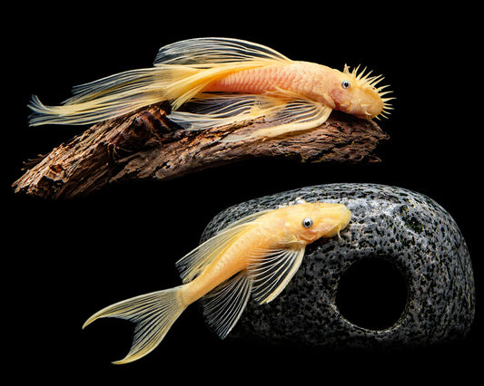Longfin Albino Bristlenose Pleco 2.5-3 Inch Live Freshwater Aquarium Fish