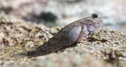 Mudskipper Boddart's 2 Inch Live Brackish Fish Aquarium Goby Amphibious