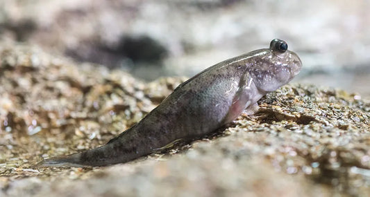 Mudskipper Boddart's 2 Inch Live Brackish Fish Aquarium Goby Amphibious
