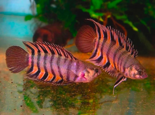 2-Pack Ctenopoma Ansorgii Live Fish African Leaf Gourami Rare Freshwater