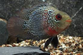 Hybrid Flowerhorn–Parrot 1-1.5 ” – Live Freshwater Cichlid – Vibrant Unique Mix