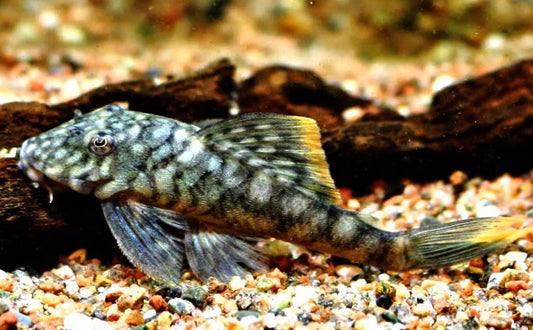 Orange Seam Pleco L106 3″ – Live Freshwater Aquarium Fish – Rare Algae Eater