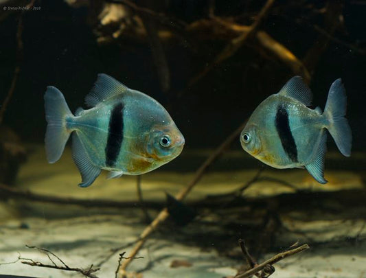 Black Ear Pacu 1-1.25 Inch Live Freshwater Aquarium Fish South American XL