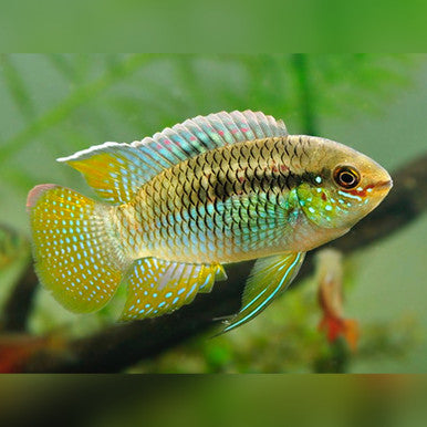 Smiling Dwarf Acara Cichlid 2-2.5 Inch Live Freshwater Aquarium Fish Rare