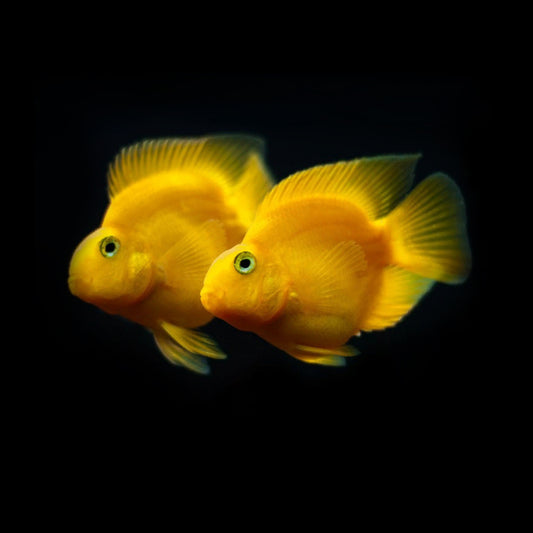 Parrot Yellow Cichlid 2–2.5 Inch Live Freshwater Fish Aquarium Bright Rare