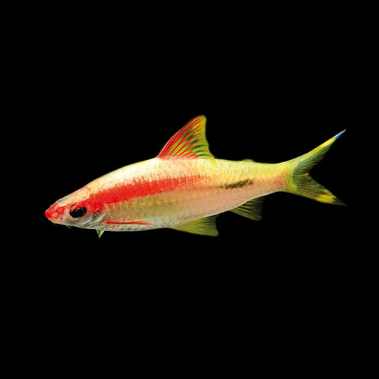 Gold Roseline Torpedo Shark 2.5–3” – Rare Peaceful Freshwater Fish