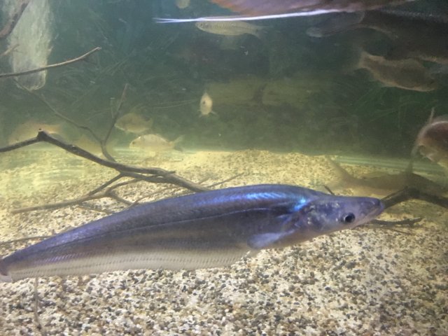 Apogon Catfish 5-6 Inch Live Freshwater Aquarium Catfish Rare Monster Fish XL