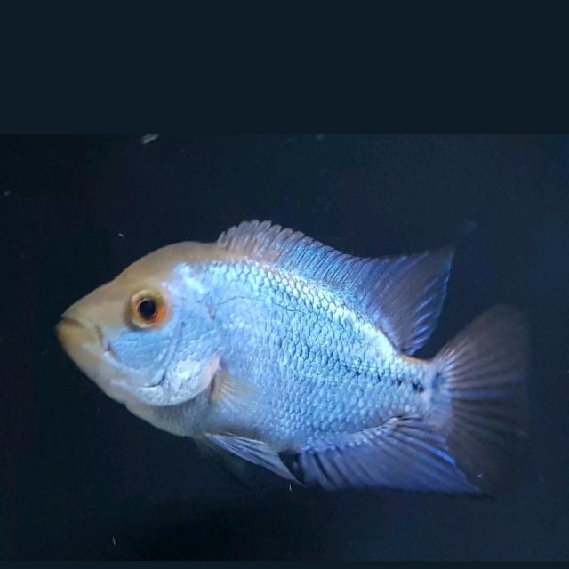 Blue Diamond Flowerhorn Live Fish 1.0–1.5 Inch Juvenile Freshwater Cichlid.