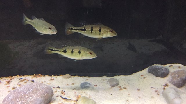 Brokopondo Peacock Bass 2.5-3 Inch Live Freshwater Predator Fish Rare XL
