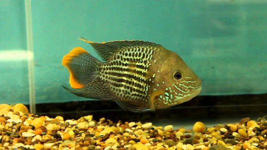 Green Terror Balloon Cichlid 2.5-3 Inch Live Freshwater Aquarium Fish Rare Color  (80 caracteres exactos)