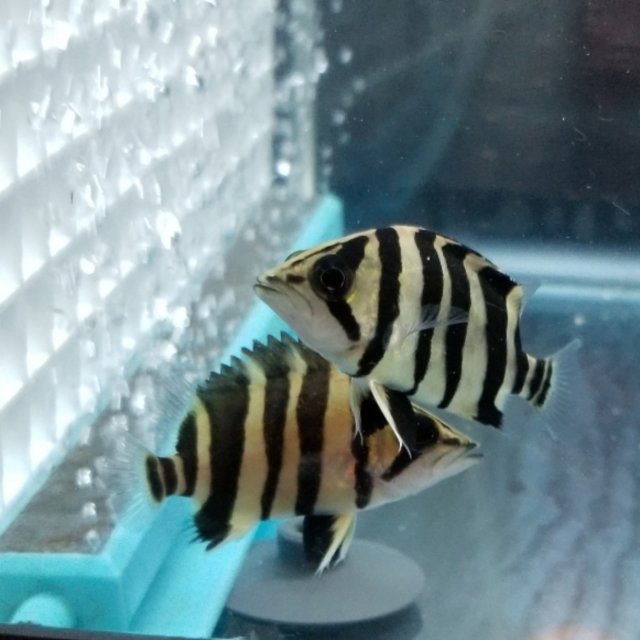 Datnoid Sumatra Tiger 1-1.5” – Rare Live Predatory Freshwater Aquarium Fish