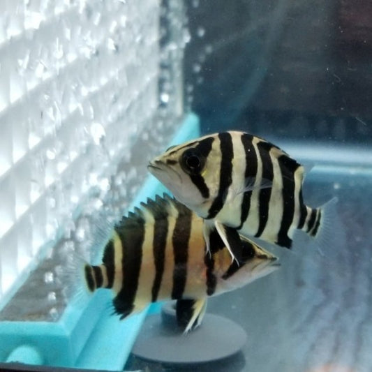 Datnoid Sumatra Tiger 1-1.5” – Rare Live Predatory Freshwater Aquarium Fish