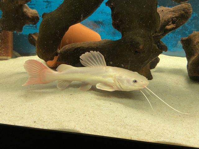 Panda Albino SA Redtail Catfish 3-3.5" Live Freshwater Rare Aquarium Fish