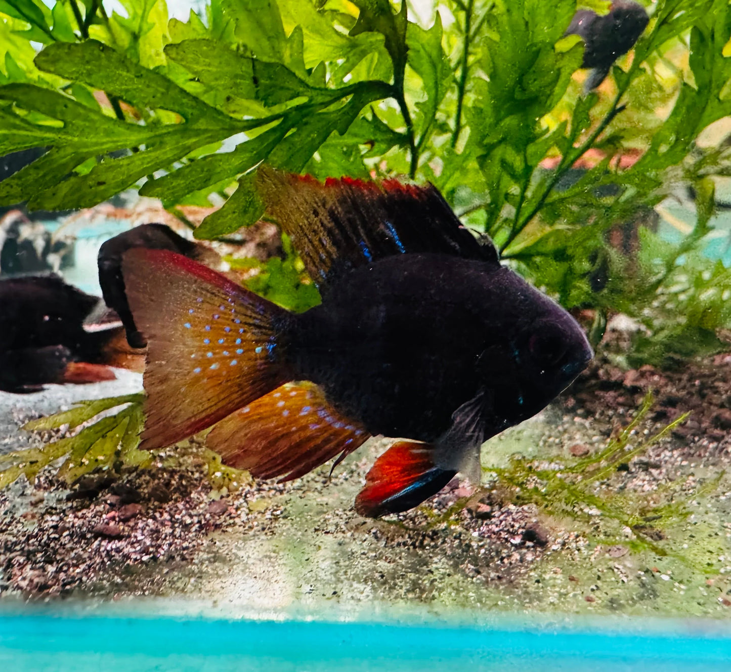 2-Pack Black Balloon Ram 0.75-1 Inch Live Freshwater Cichlid Fish Aquarium Tanks