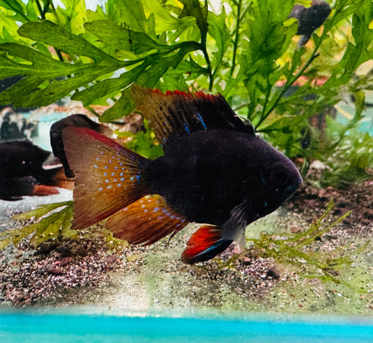 2-Pack Black Balloon Ram 0.75-1 Inch Live Freshwater Cichlid Fish Aquarium Tanks
