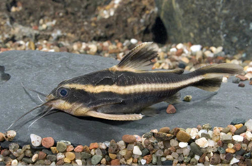 2-Pack Striped Raphael Catfish 1.5–2.0” – Peaceful Freshwater Aquarium Fish