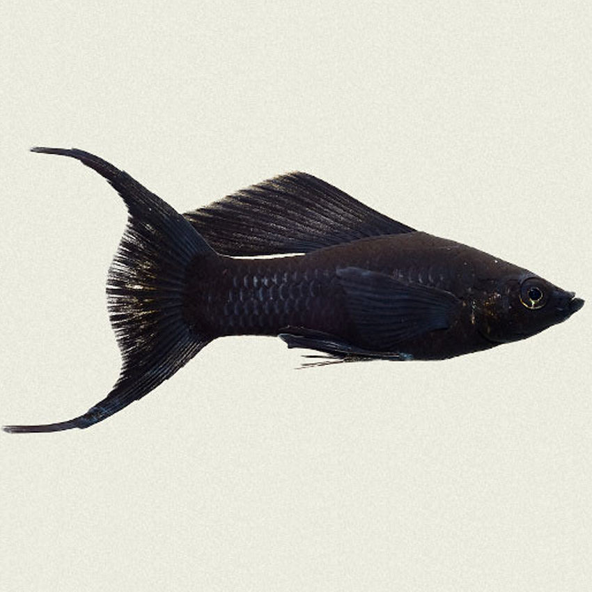 5-Pack Black Lyretail Molly Medium – Live Freshwater Aquarium Fish – Hardy & Active