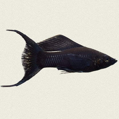 5-Pack Black Lyretail Molly Medium – Live Freshwater Aquarium Fish – Hardy & Active