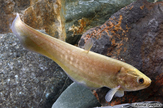 African Marble Knife Fish 6-7” – Live Freshwater Aquarium Fish – Rare & Exotic
