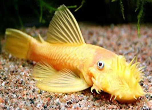2-Pack Albino Ancistrus Pleco 2.5-3.0″ – Live Freshwater Aquarium Fish – Algae Eater