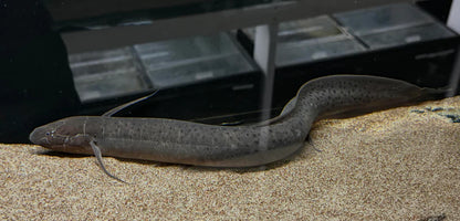 Spotted Lungfish 5-6 Inch Live Freshwater Aquarium Oddball Monster Fish Pet