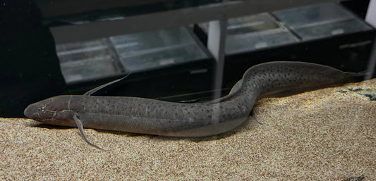 Spotted Lungfish 5-6 Inch Live Freshwater Aquarium Oddball Monster Fish Pet