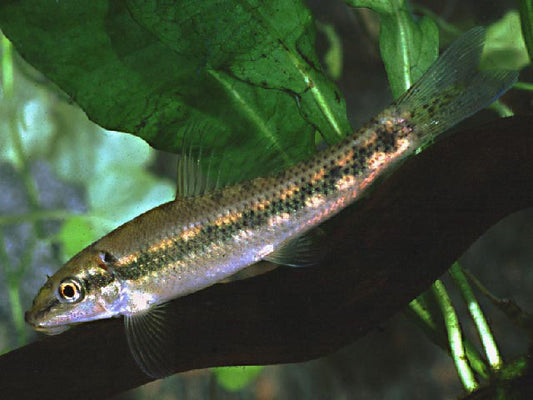 6-Pack Chinese Algae Eater 2 Inch Live Freshwater Aquarium Fish Algae Cleaner