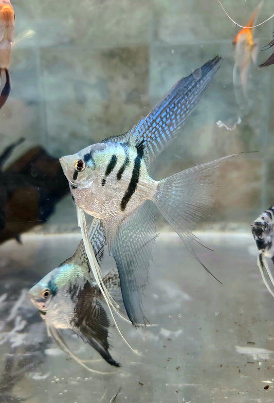 3-Pack Blue Clown Angelfish 1.5-2 Inch Live Freshwater Aquarium Fish