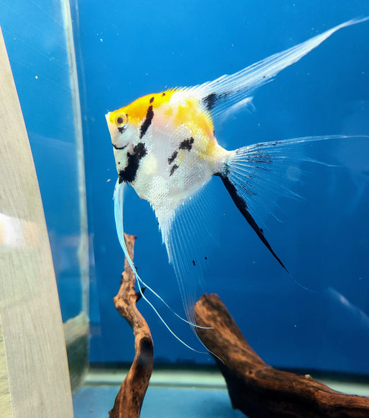 3-Pack Koi Veiltail Angel 1.5–2.0” – Live Freshwater Angelfish – Elegant Color