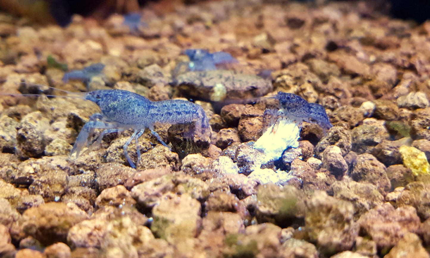 6-Pack Blue Mini Mexican Lobster 0.5–0.75” – Live Freshwater Dwarf Crayfish.