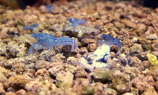 6-Pack Blue Mini Mexican Lobster 0.5–0.75” – Live Freshwater Dwarf Crayfish.