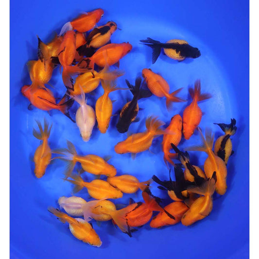 4-Pack Mixed Pearlscale Goldfish 1.5” – Fancy Live Freshwater Aquarium Fish