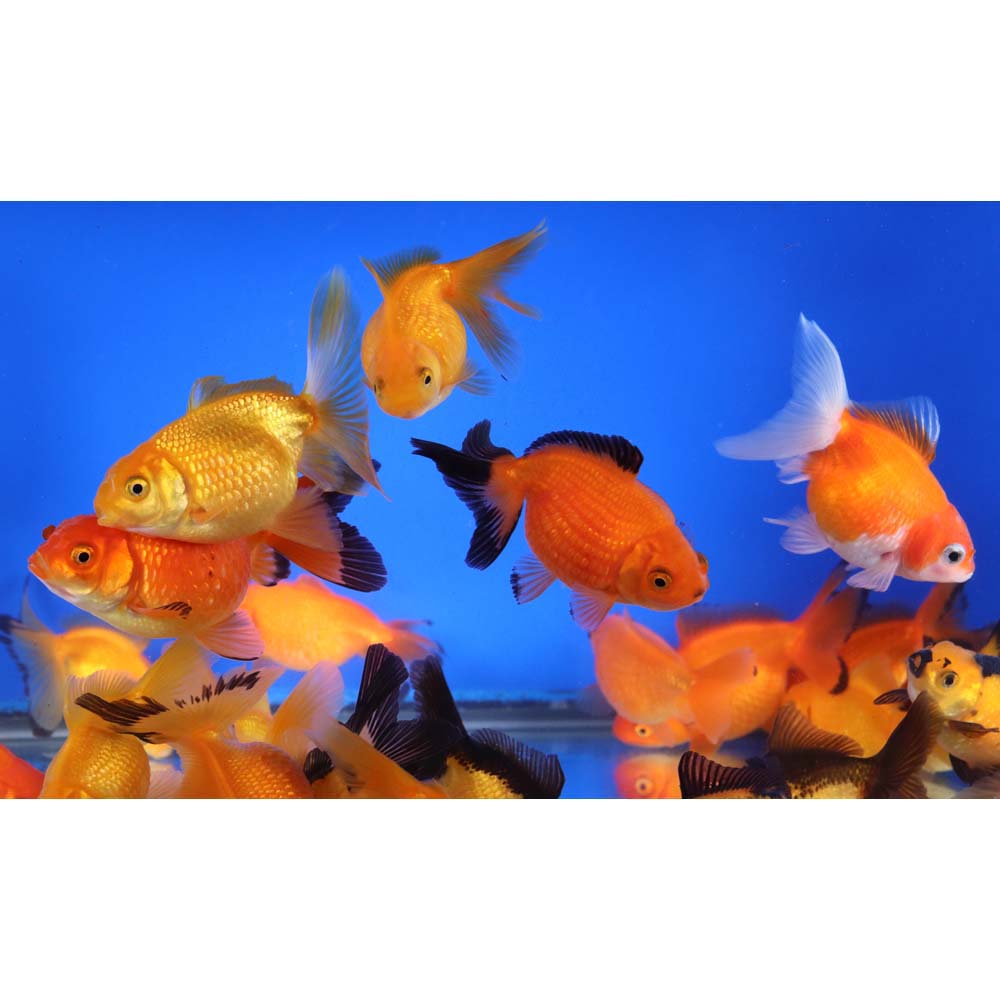 4-Pack Mixed Pearlscale Goldfish 1.5” – Fancy Live Freshwater Aquarium Fish