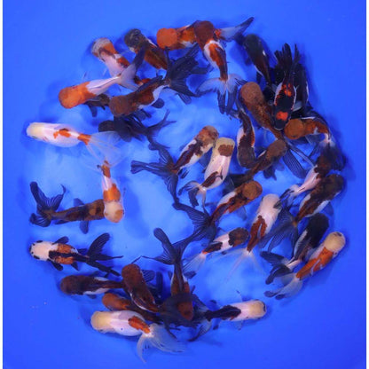 4-Pack Tri Color/Panda Oranda Goldfish 2.0–2.5” – Fancy Live Freshwater Aquarium Fish