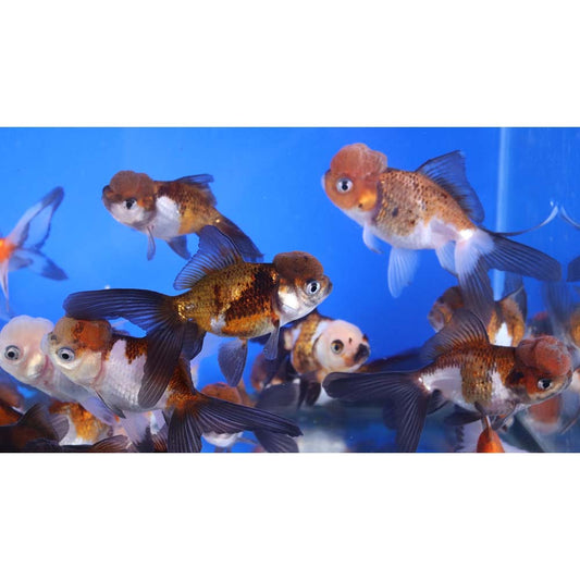 4-Pack Tri Color/Panda Oranda Goldfish 2.0β2.5β β Fancy Live Freshwater Aquarium Fish