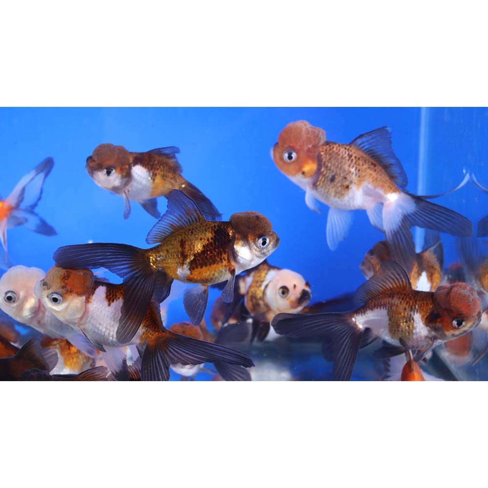 4-Pack Tri Color/Panda Oranda Goldfish 2.0–2.5” – Fancy Live Freshwater Aquarium Fish