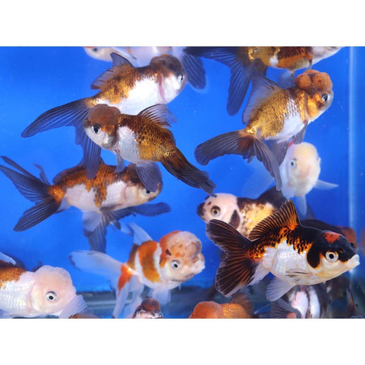 4-Pack Tri Color/Panda Oranda Goldfish 2.0–2.5” – Fancy Live Freshwater Aquarium Fish