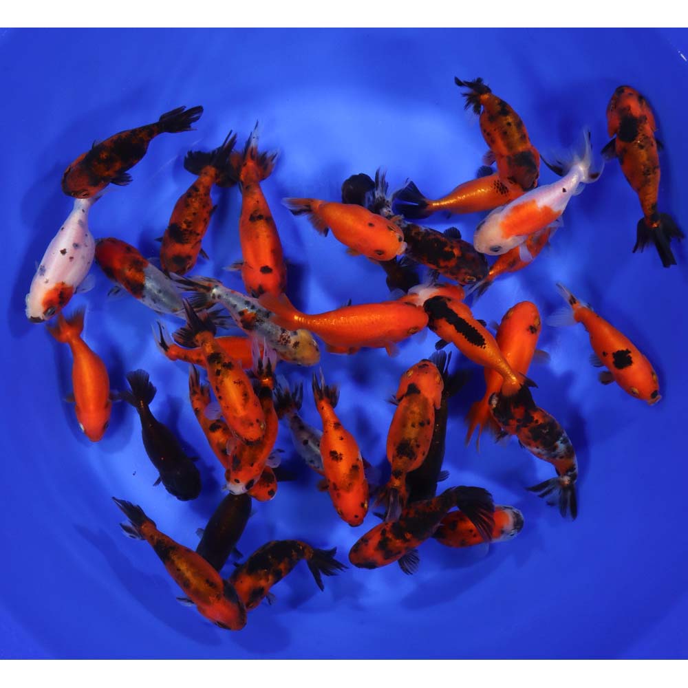 3-Pack Assorted Ranchu Goldfish 2–2.5” – Fancy Live Freshwater Aquarium Fish