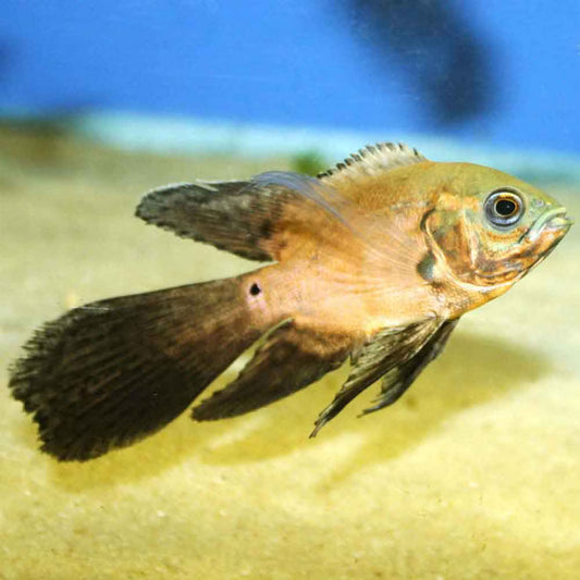 Longfin Red Oscar – 2" Live Freshwater Aquarium Fish – Vibrant and Hardy Cichlid