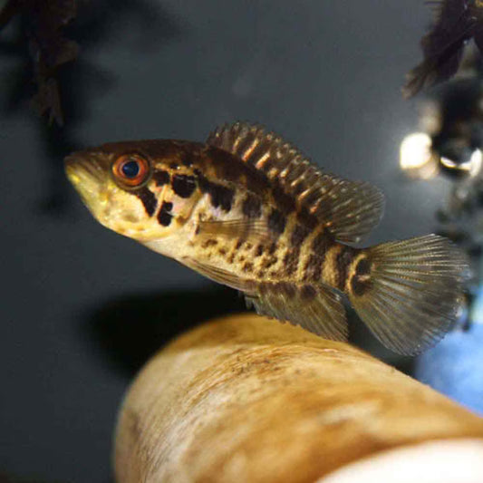 Jaguar Cichlid 1 Inch Live Freshwater Fish Aquarium Predator Rare Pro XL