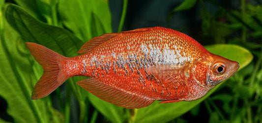 3-Pack New Guinea Red Rainbowfish 2.5–3.0” – Vibrant Live Freshwater Fish