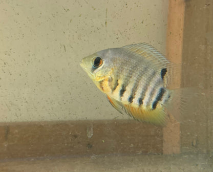 Orange Shoulder Severum 1-1.5 Inch Live Freshwater Cichlid Aquarium Fish