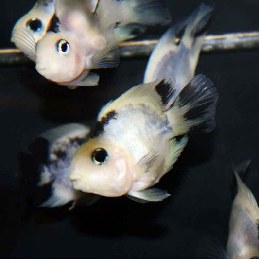 Parrot Panda Cichlid 2–2.5 Inch Live Freshwater Fish Aquarium Rare Color