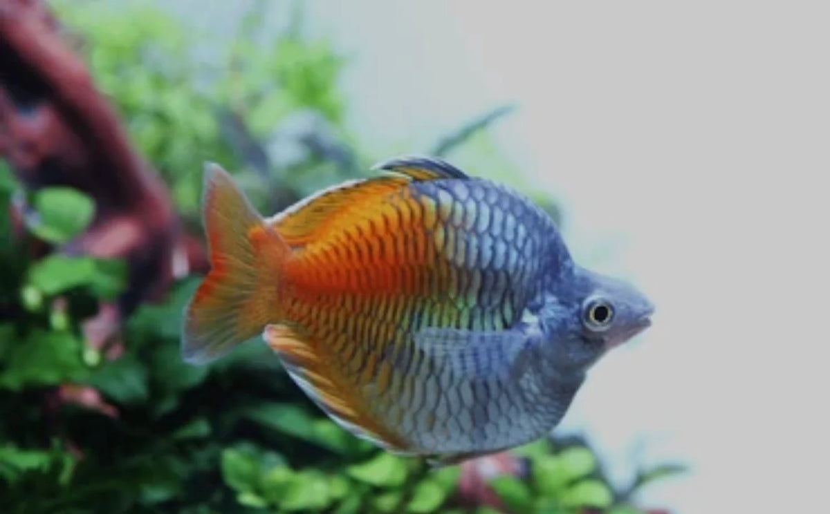 3-Pack Short Body Boesemani Rainbowfish 1.5-2" Live Freshwater Aquarium Fish