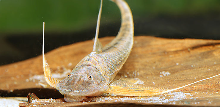 Sturgeon Kite Catfish 6–8" Lamontichthys filamentosus Live Freshwater Fish