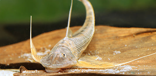 Sturgeon Kite Catfish 6–8" Lamontichthys filamentosus Live Freshwater Fish