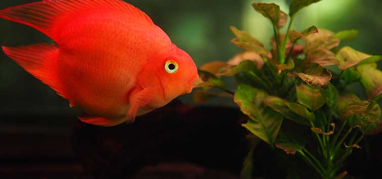 Blood Heart Parrot Cichlid 2.5 Inch Live Freshwater Aquarium Fish Rare