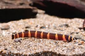 Kuhlii Loach
