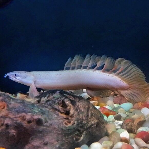 Longfin Cuvier's Bichir 2.5-3 Inch Live Freshwater Predator Aquarium Fish Rare